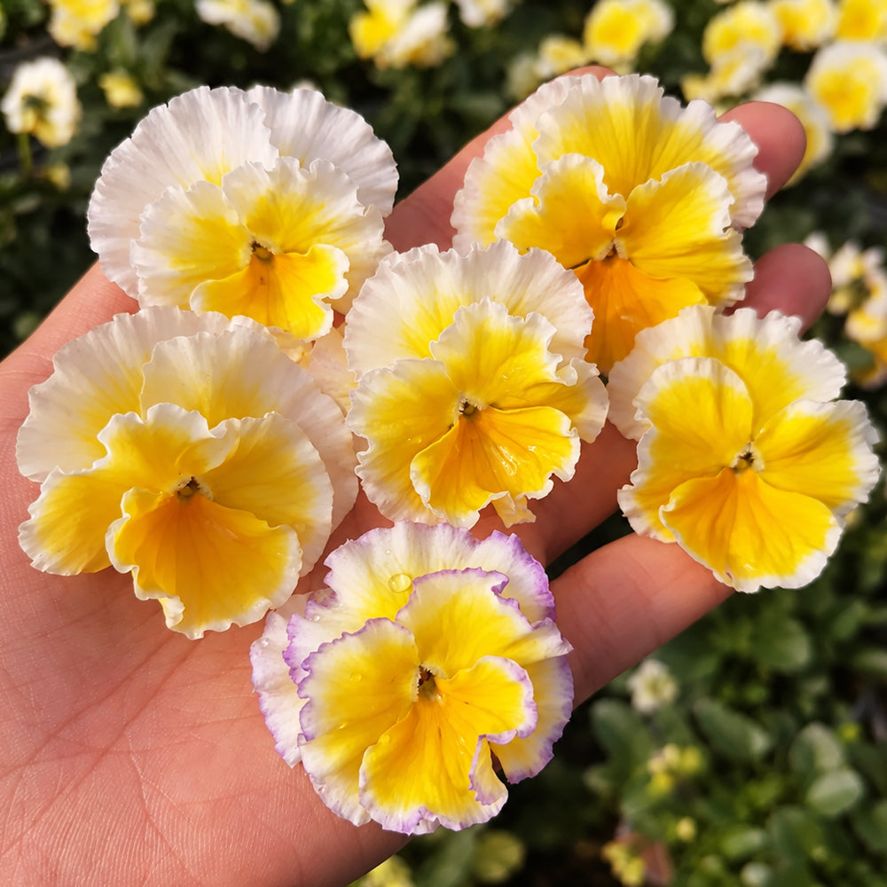 U2334 Da Danta Ruffled Viola