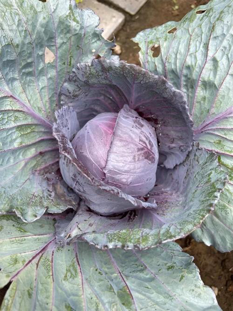 'Purple Crystal' Cabbage