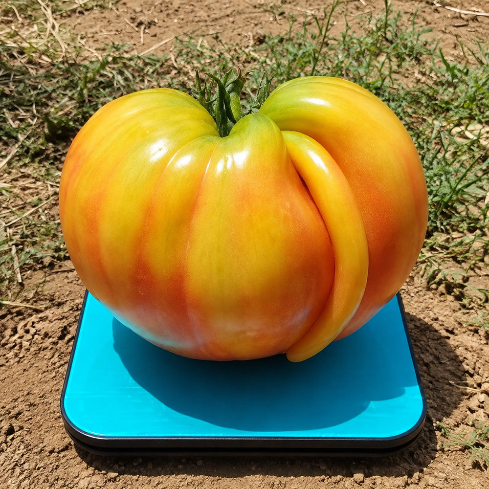 36 Pomaranch Tomato