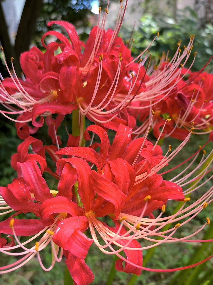 Hubei Lycoris