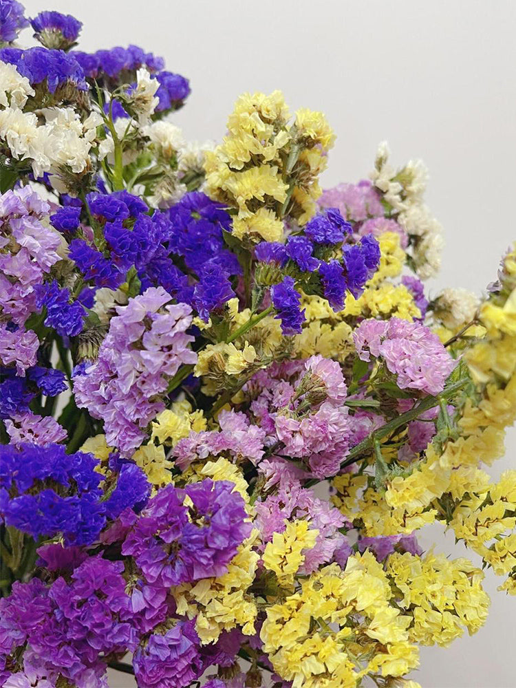 Mixed Wavyleaf Sea Lavender (Limonium sinuatum)