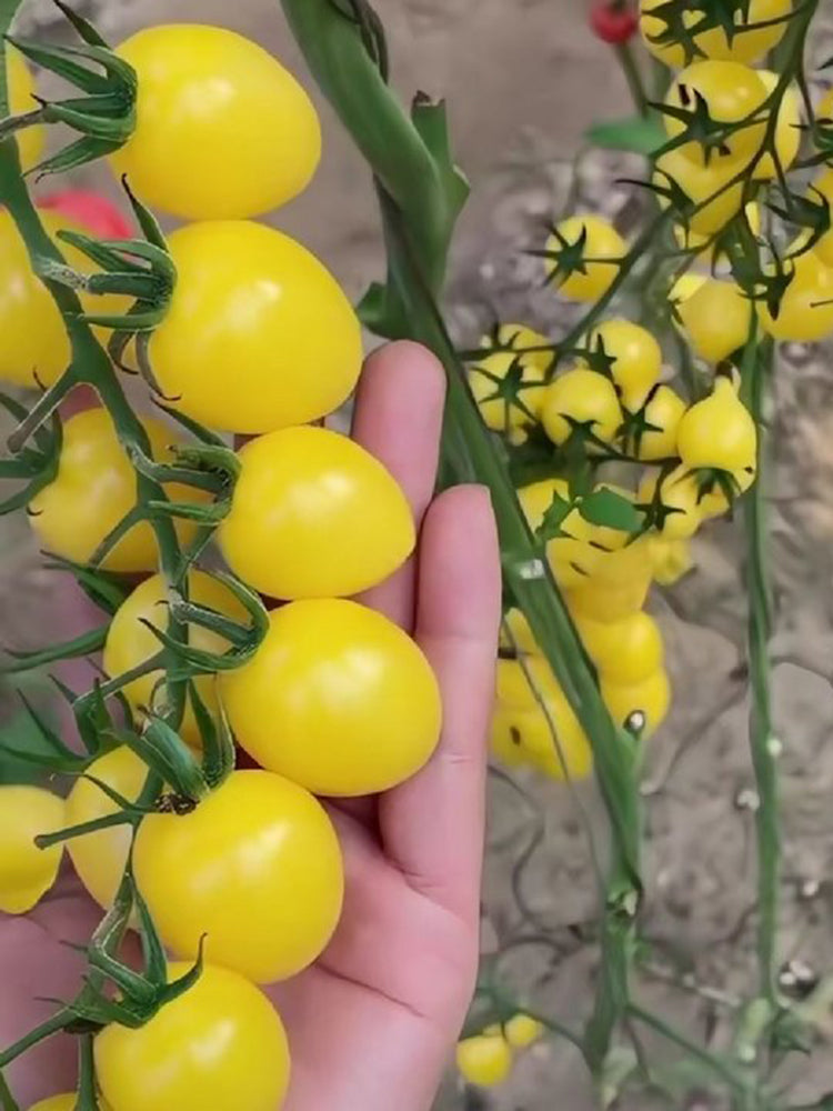 Cream White Cherry Tomato F1