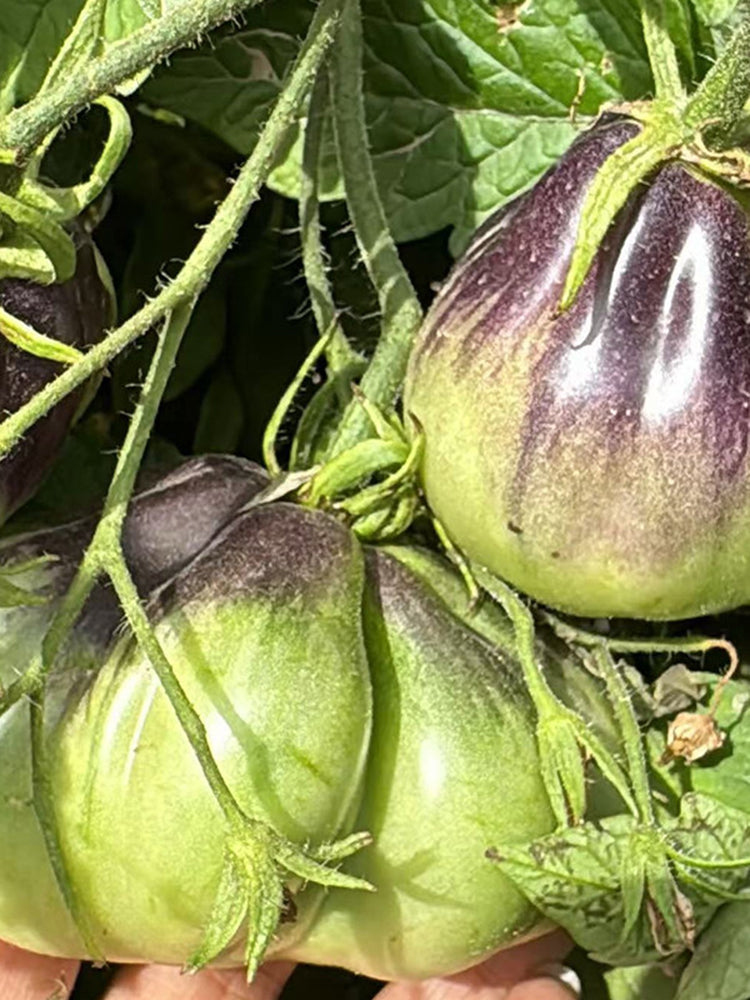 Blue Pear Tomato