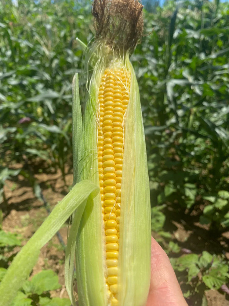 Huangnuo 589 Waxy Corn