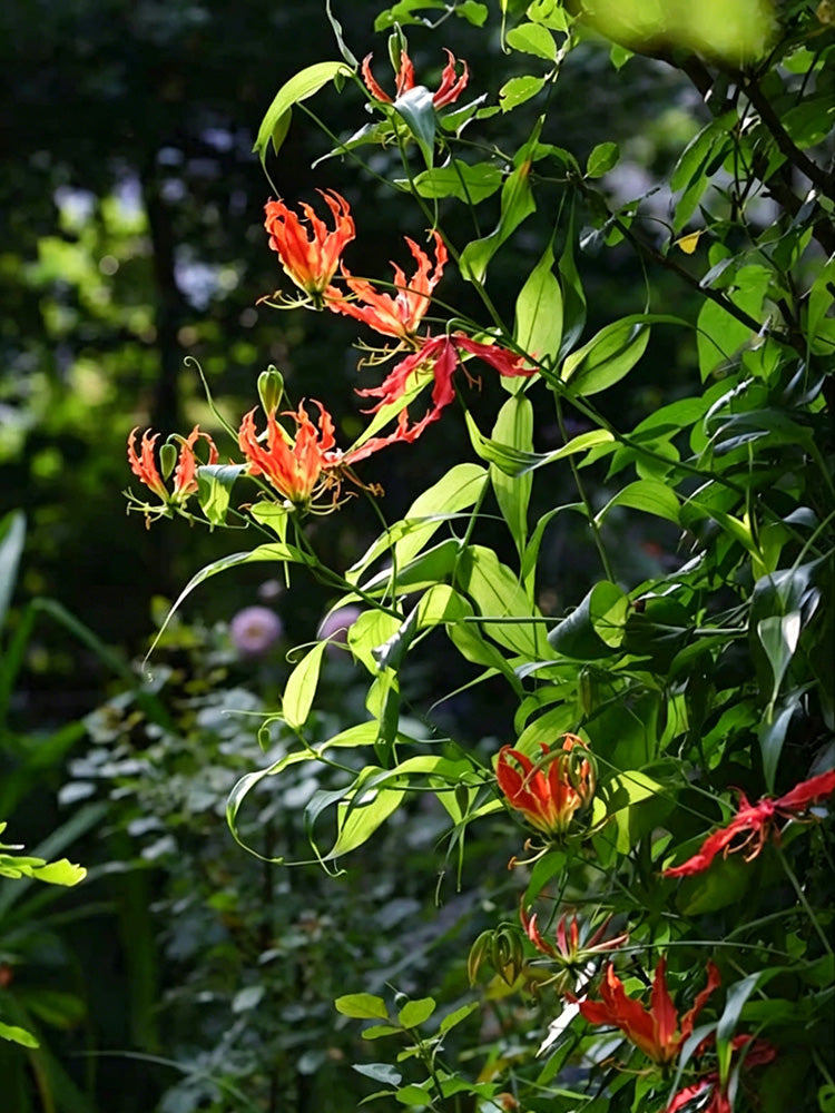 Mixed Color Gloriosa Lily