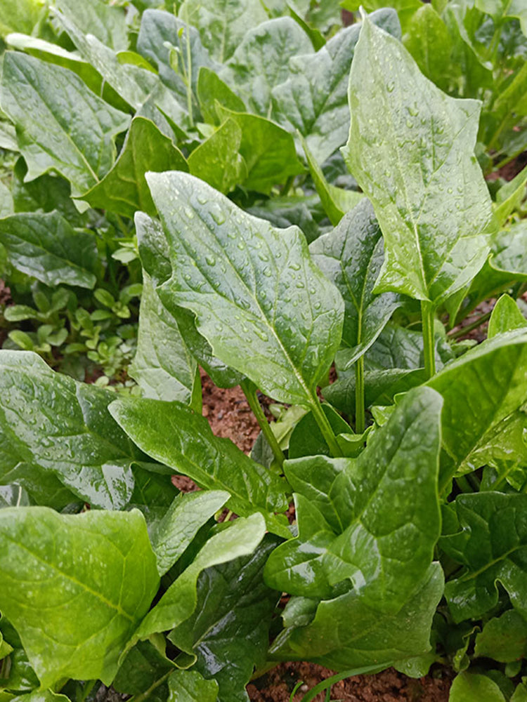 Golden Autumn Spinach