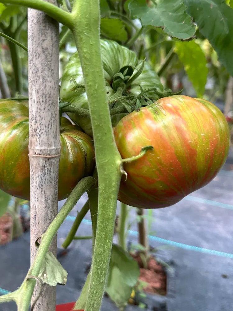 Siegel's Dark Striped Tomato