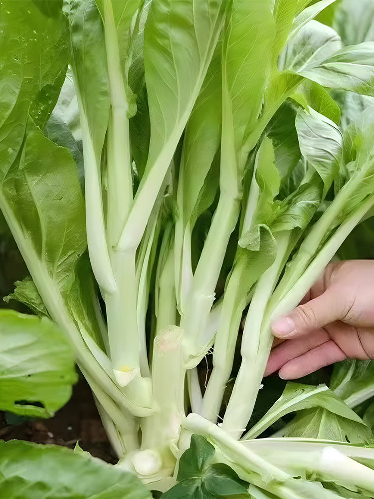 'Tender Sprout No.3' Choy Sum