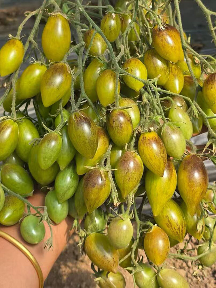 Crazy Gu Yuelin F4 Tomato