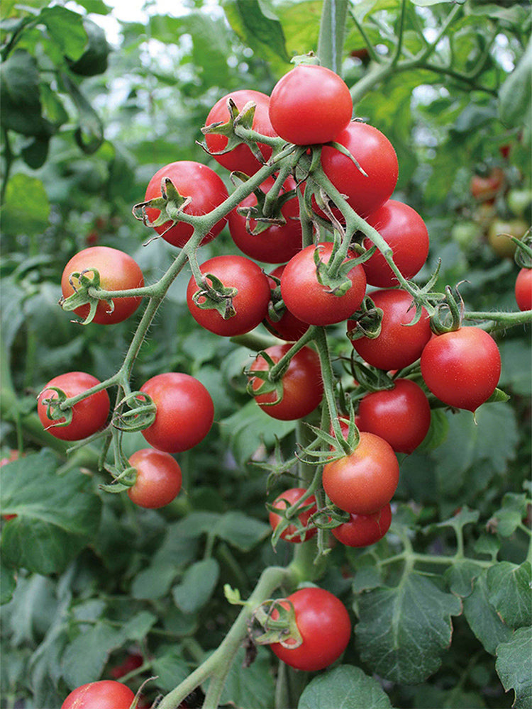 Pink Peach Tomato