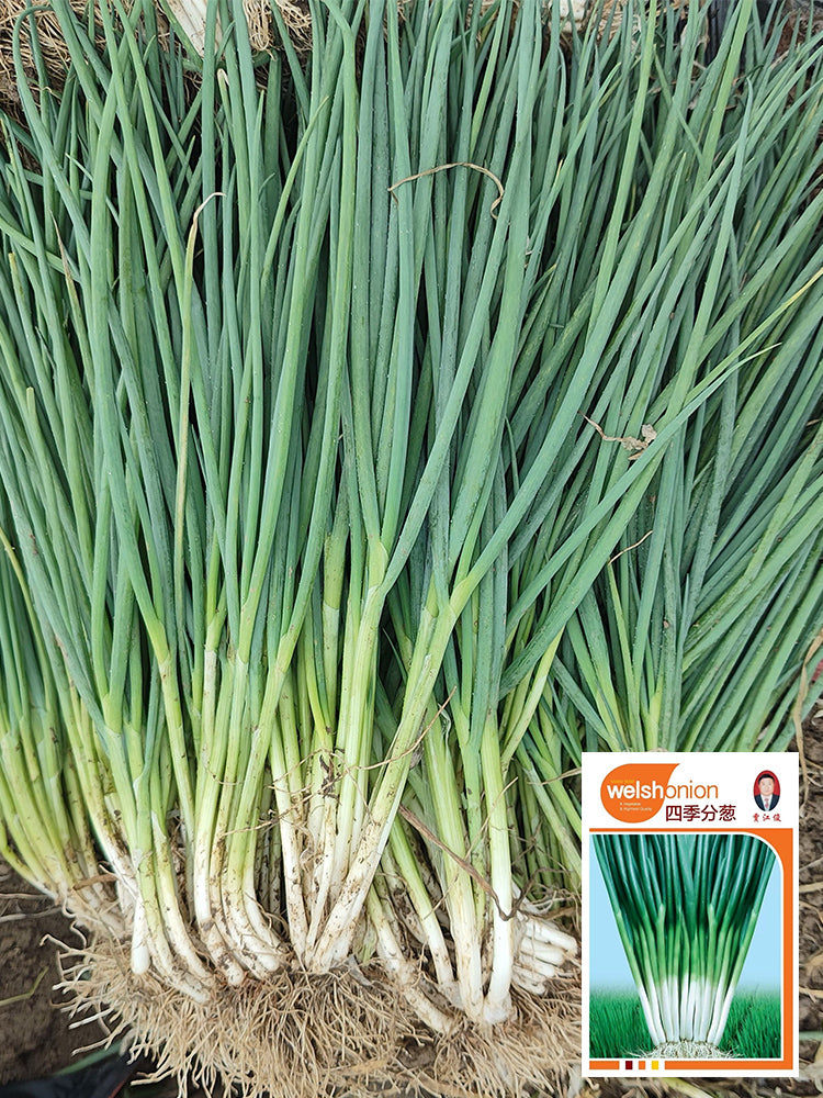 Four-Season Scallions