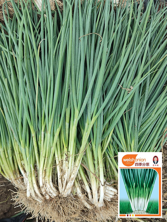 Four-Season Scallions