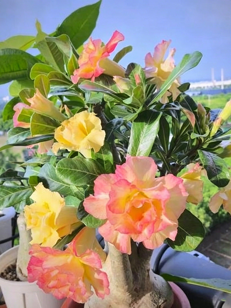 Desert Rose Mixed Colors