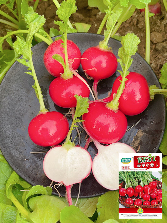 'Ailuo' Cherry Radish
