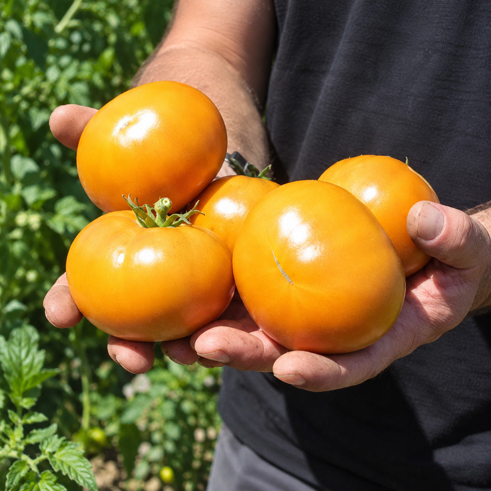 196 Kiwanis Tomato