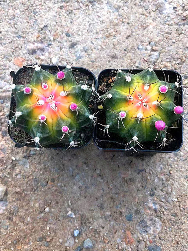 Gymnocalycium mihanovichii 'Yellow Variegata'