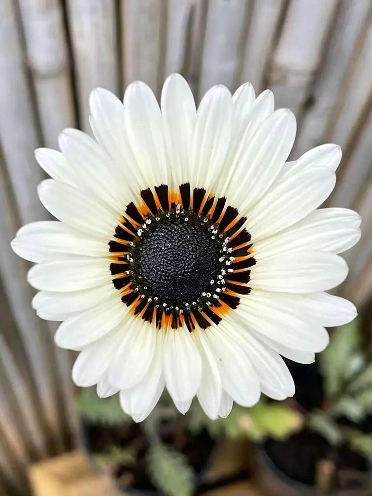 Double White Cape Daisy