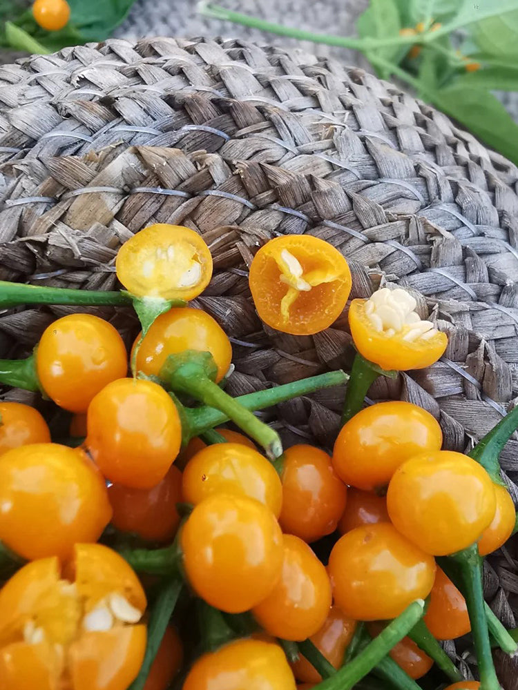 Aji Charapita