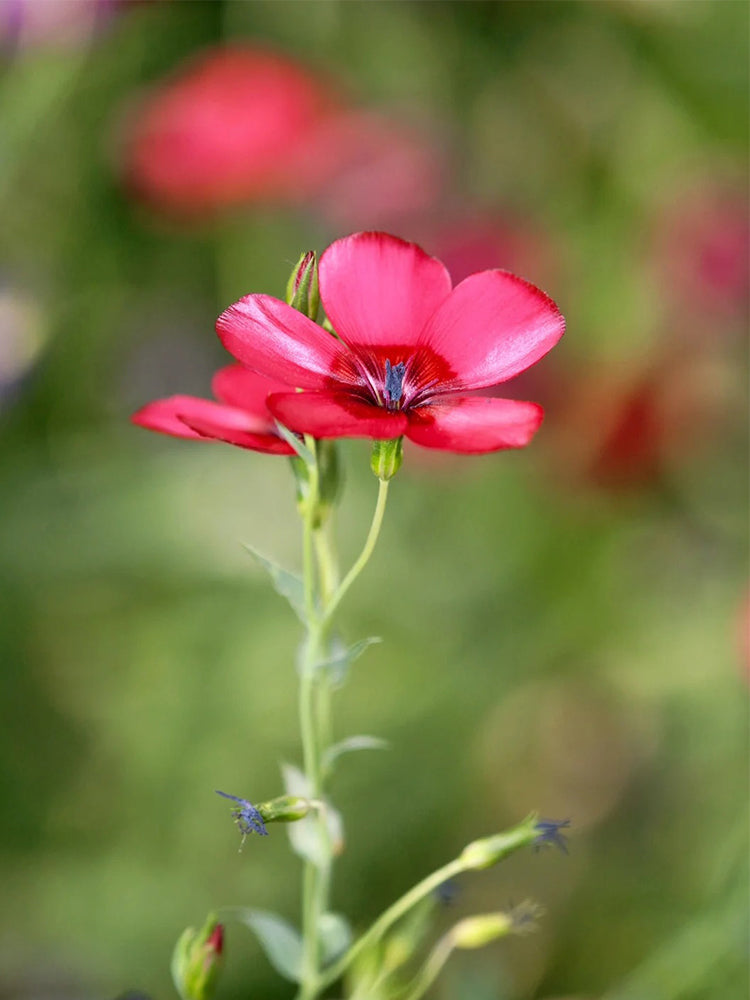 Hezhichun Scarlet Flax
