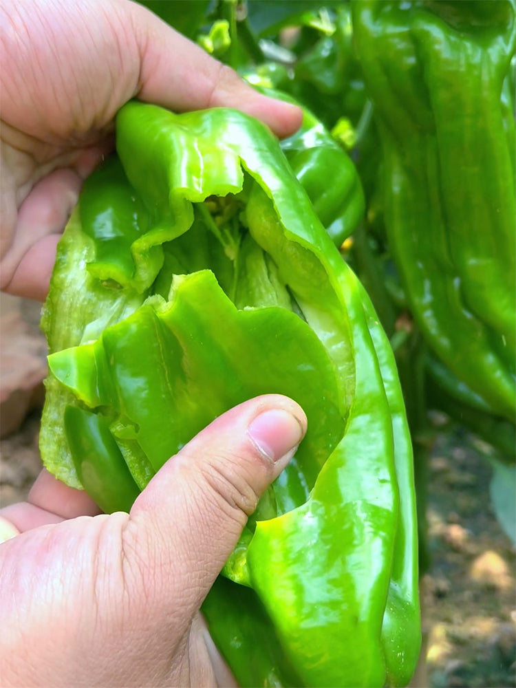 Crisp Thin-Skinned Chilis