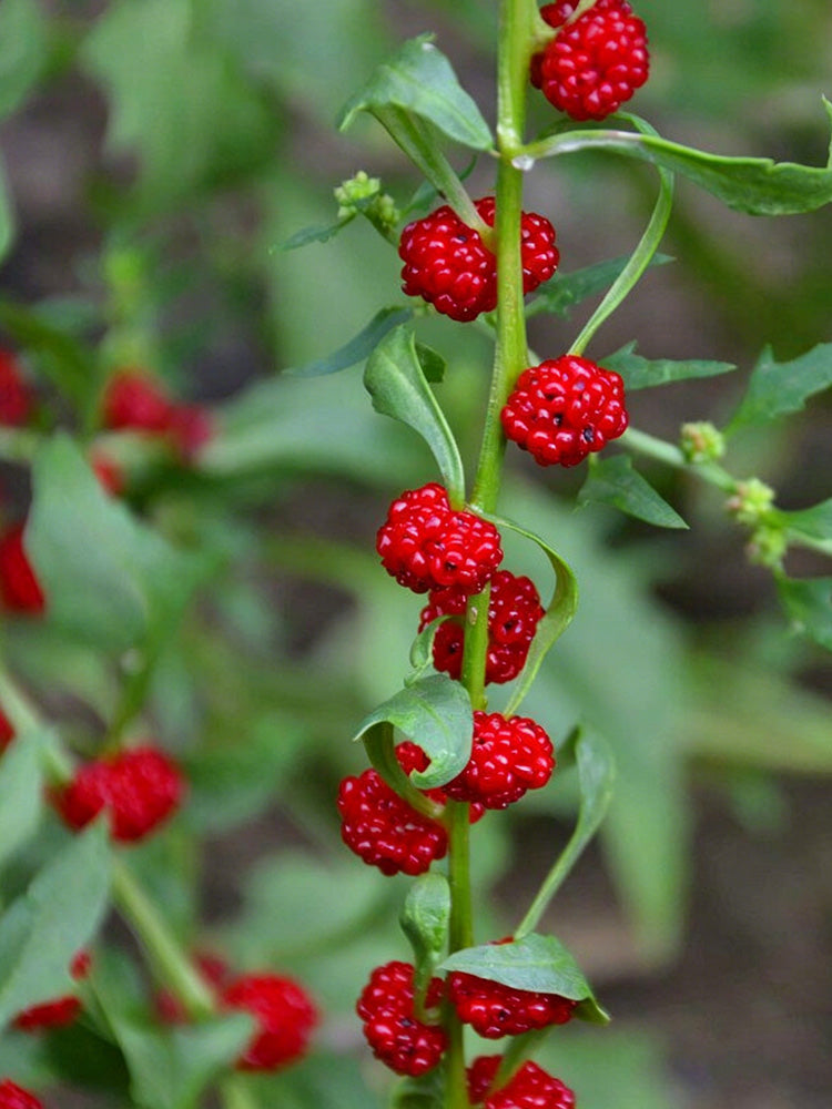 Strawberry Spinach