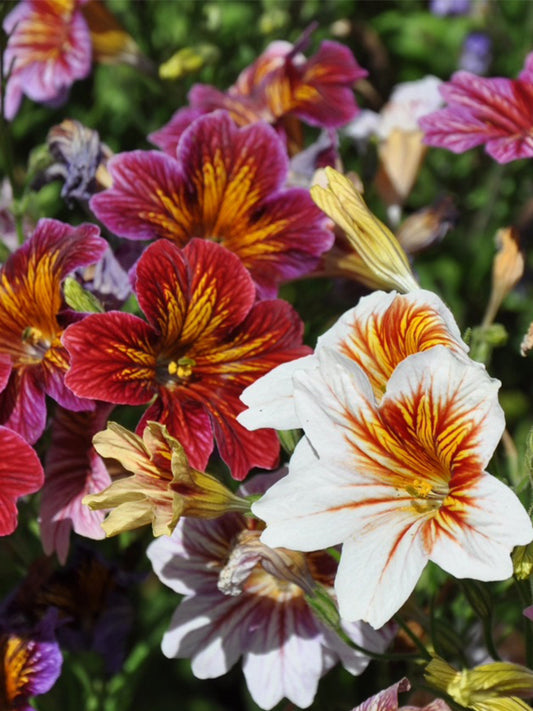 Painted Tongue (Salpiglossis sinuata)