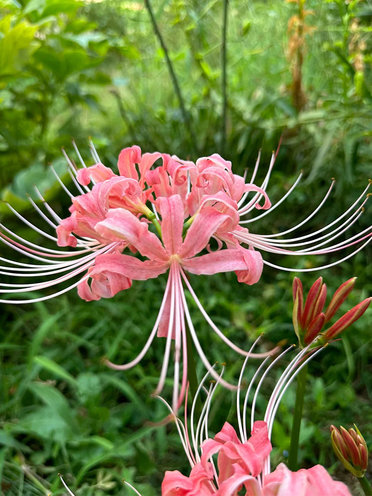Hubei Pink Lycoris