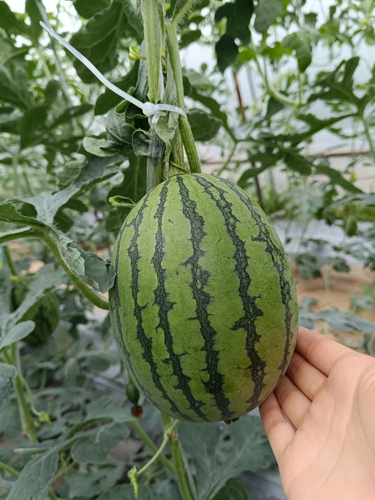 Color Fairy 14 Gift Watermelon