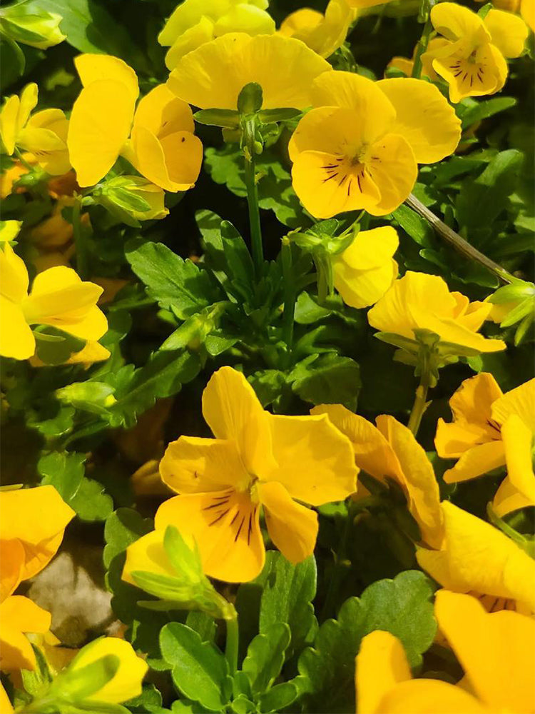 Hezhichun Pansy 'Late Autumn'