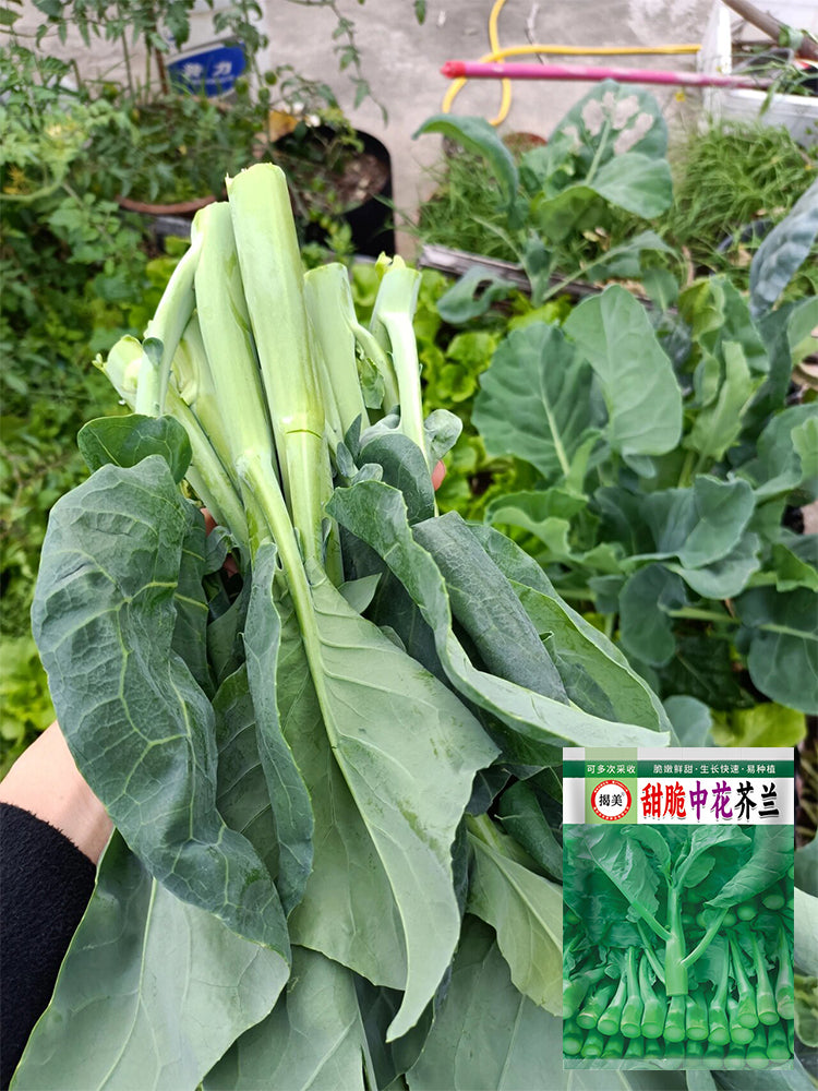 Sweet-Crispy 'Zhonghua' Chinese Kale