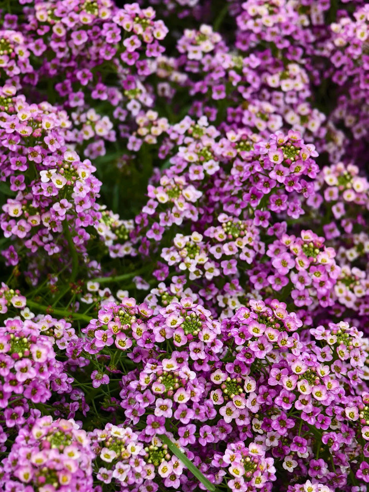 Purple Sweet Alyssum