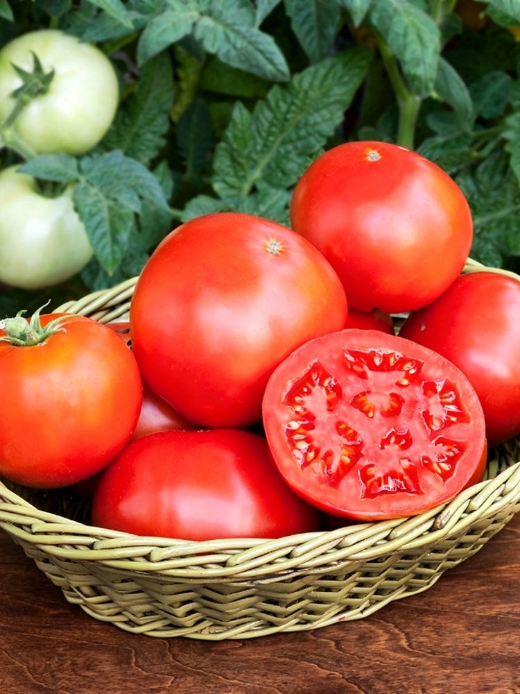 Venice F1-199 Tomato