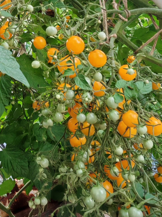Mille Fleurs Tomato