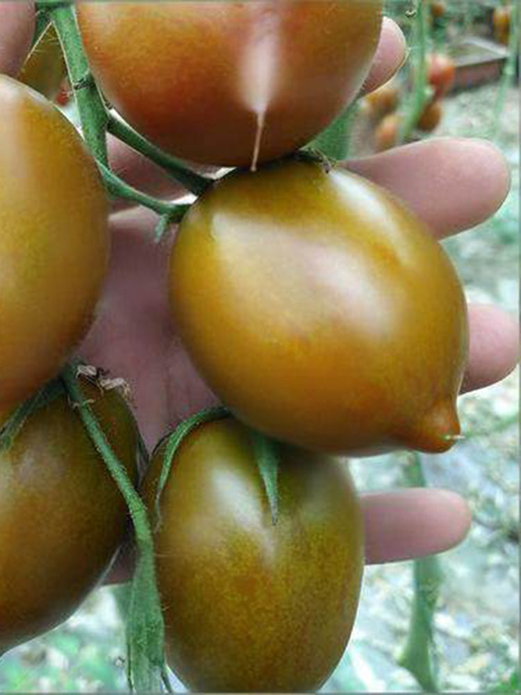 Purple Roman Tomato