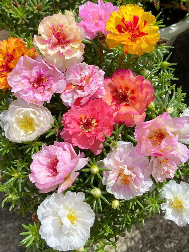 Double Flowered Mix Moss Rose