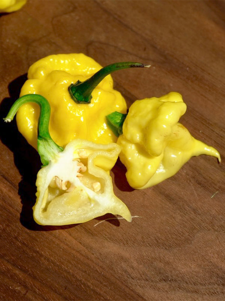 KS Lemon Starrburst Pepper