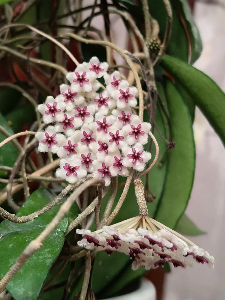 Phuwua Hoya Stem Cuttings