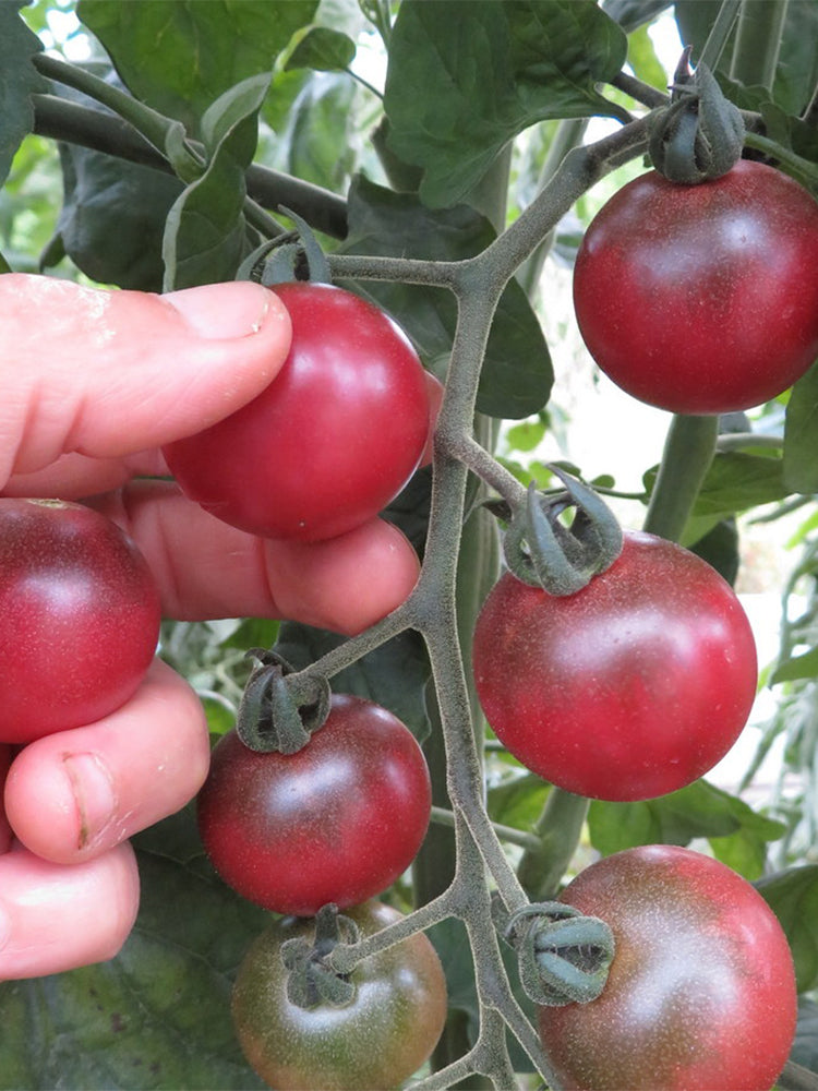 Reinhard Kraft's Purple Sugar Cherry Tomato