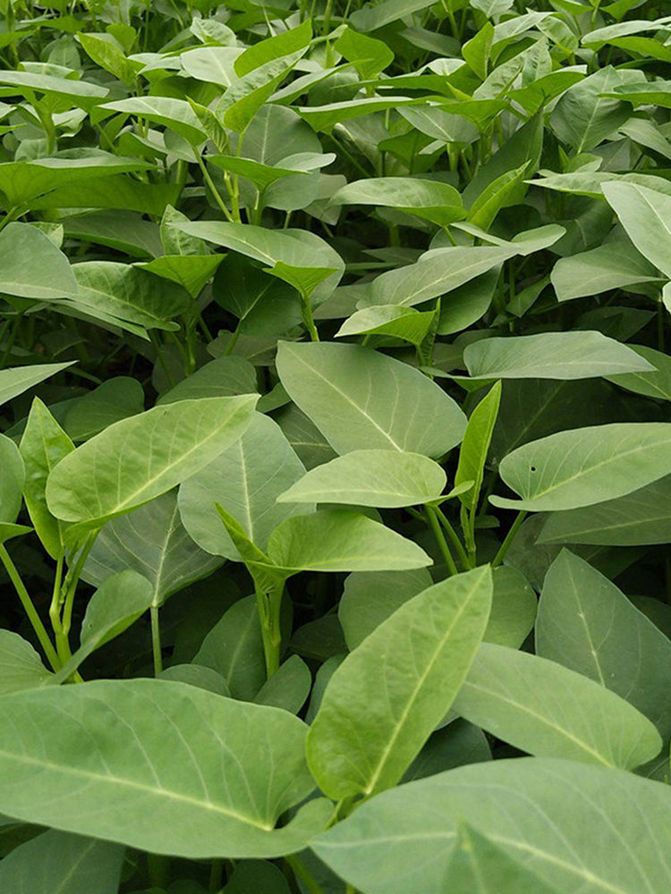 Large-Leaf White-Stem Water Spinach