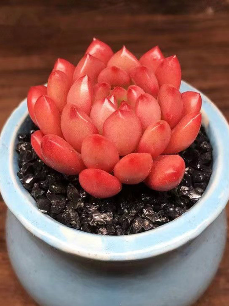 Sedeveria 'Pink Ruby'