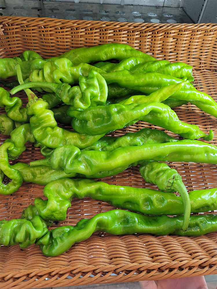 Zhongjiao No.1209 Spiral Pepper