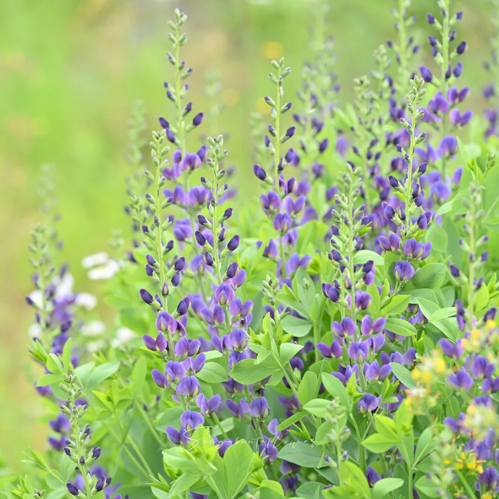 U2221 Blue False Indigo