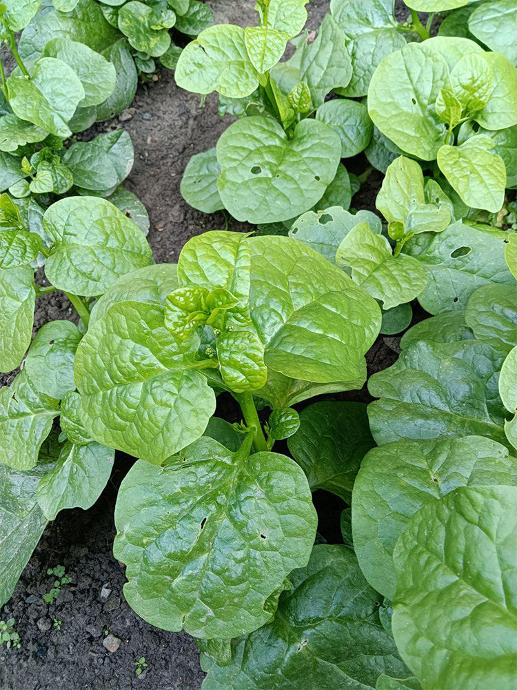 'Nongdianzan' Creamy Malabar Spinach