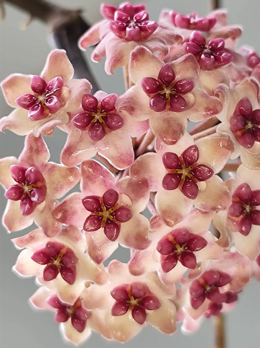 Hoya 'Sweet' Unrooted Stem Cuttings