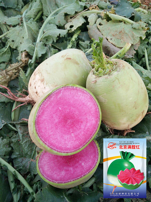 Beijing Mantanghong Radish