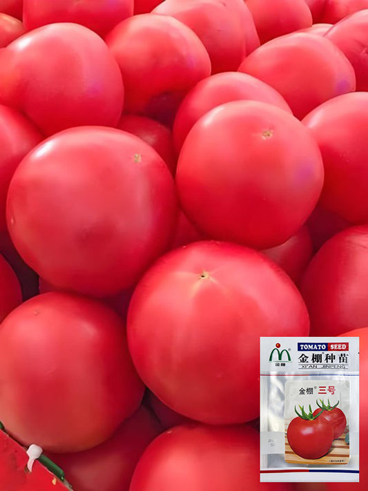 Jinpeng No.3 Tomato F1