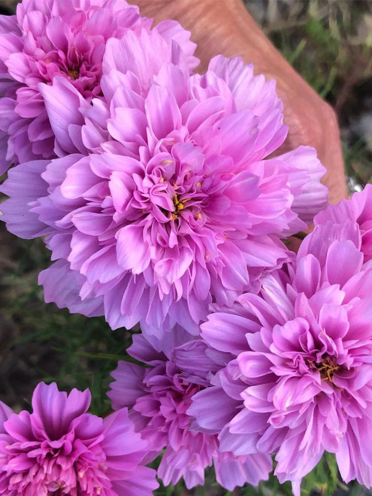 Double Pink Cosmos