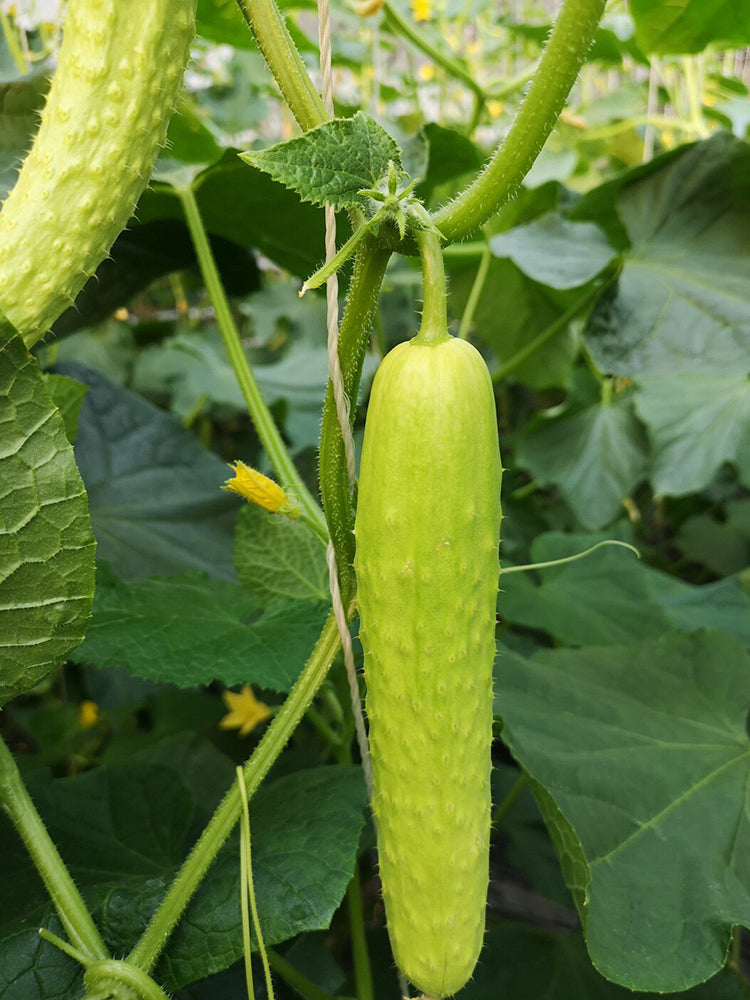 Zhongnong Cuiyu No. 2 Cucumber