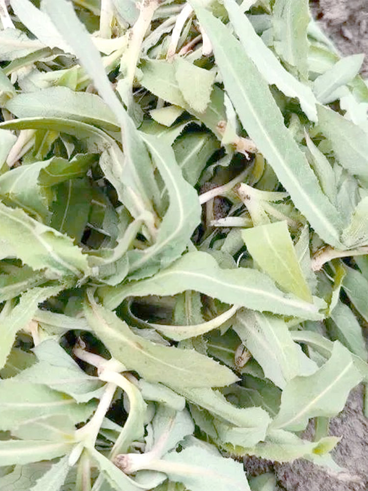Jiliqingfeng Wild Qumai Chicory