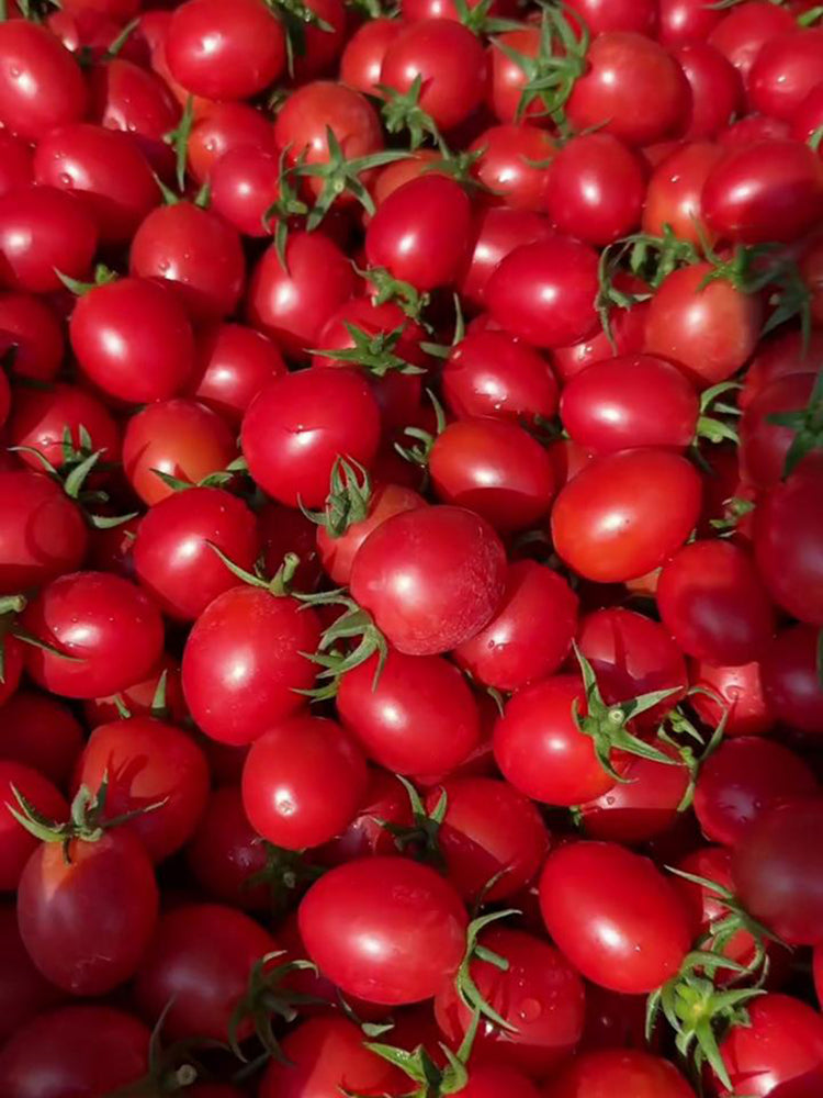 'Imperial Ruby' Traditional Cherry Tomato